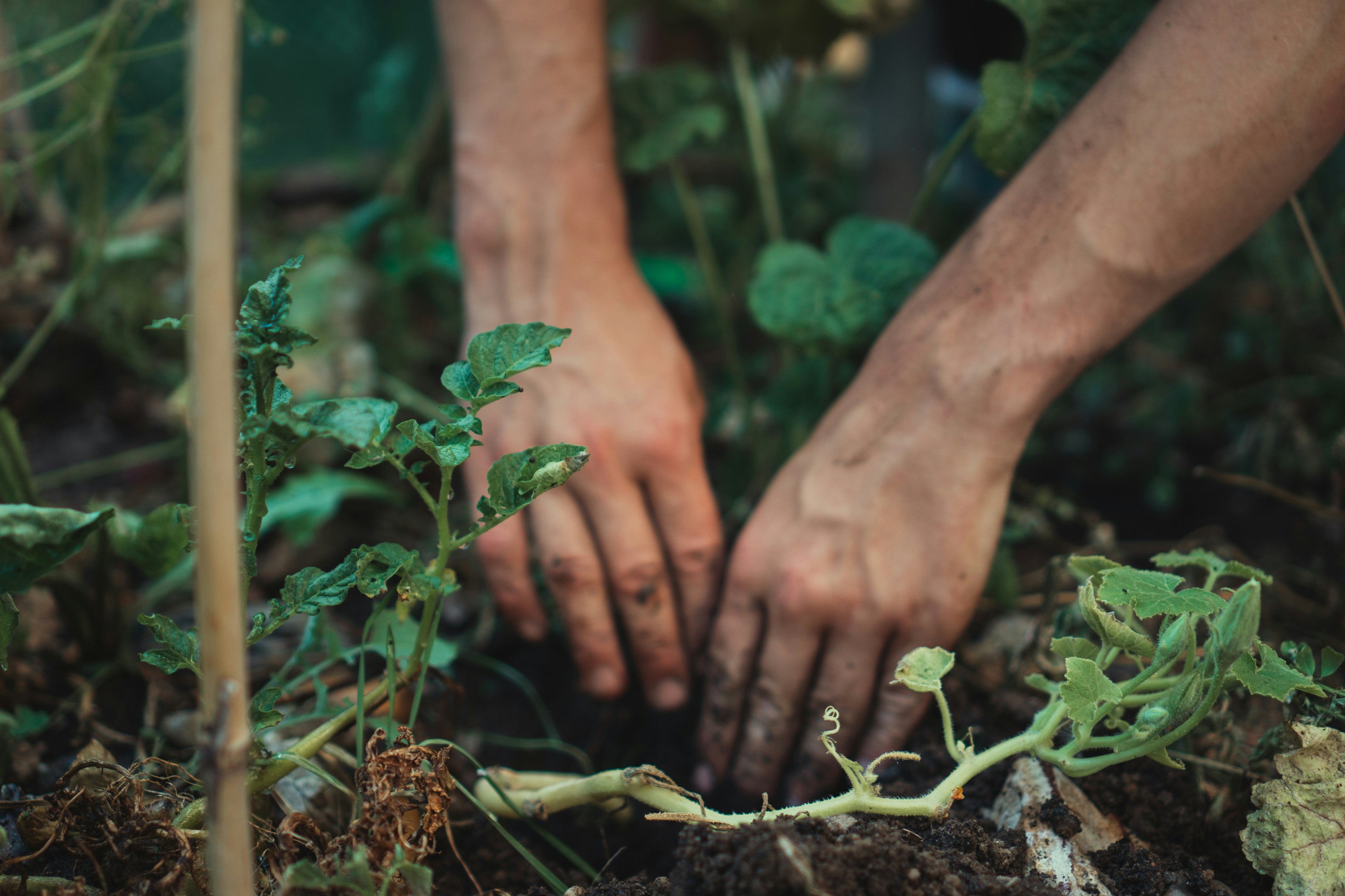 Premium Landscaping & Maintenance Services in Dubai