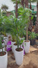 the plant bazaar UAE