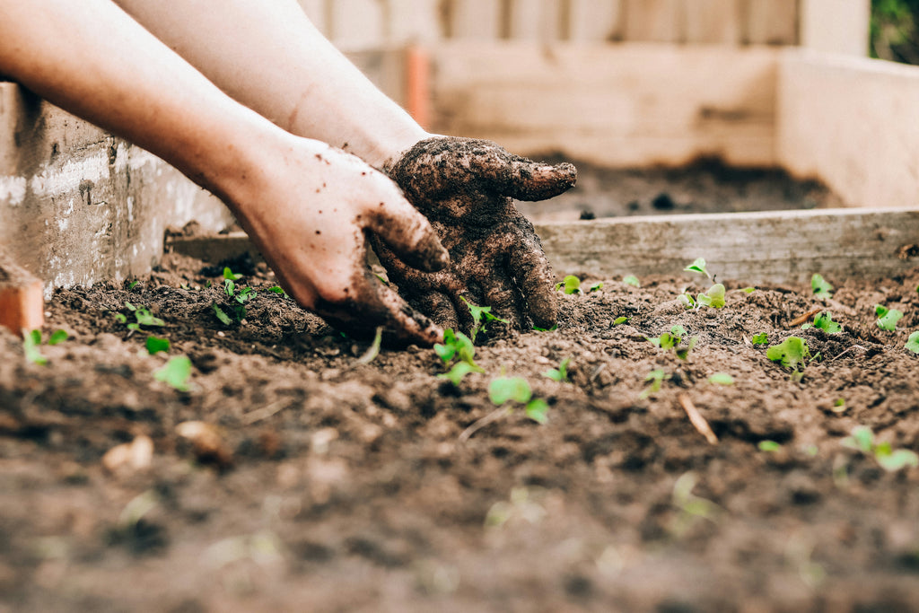 Premium Landscaping & Maintenance Services in Dubai